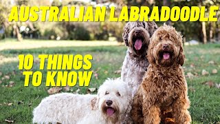 Australian Labradoodle  Top 10 Things To Know About the Australian Labradoodle Puppies and more [upl. by Latsyrc320]