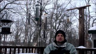 How to handfeed wild birds in your backyard [upl. by Akceber]