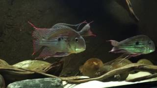 Geophagus winemilleri [upl. by Eadith126]