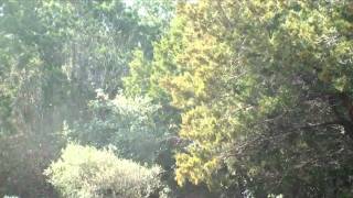 Mountain Cedar Tree Exploding With Pollen [upl. by Mauricio916]