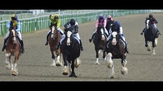 Shire Horse Race  Our Racing Shire  Bratton Lady Carolina [upl. by Prudy]