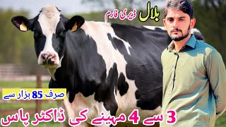 World famous Heifers Cattle Farm  Hf Heifers For Sale In Punjab Pakistan  Top Class Friesian Cows [upl. by Cohby391]