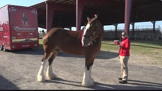 Clydesdales cooling their hooves at the fairgrounds [upl. by Siramaj]