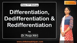 Differentiation Dedifferentiation amp Redifferentiation  Plant Growth amp Development  CBSE Class 11 [upl. by Kcolttam207]