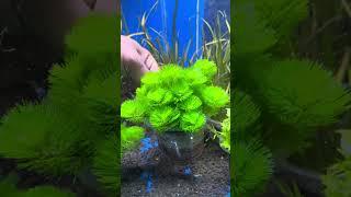 Cabomba green tanaman aquascape [upl. by Nicoli946]