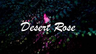 English Lyrics Lolo Zouaï  Desert Rose Official Audio [upl. by Nnek]