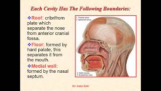 Lecture 7 The Respiratory System DR AZZA ZAKI 2024 [upl. by Nawoj190]