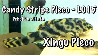 Candy Stripe Pleco L015 Xingu Pekoltia  Pekoltia vitata  Complete Care Guide Subscribe for more [upl. by Ulrich658]