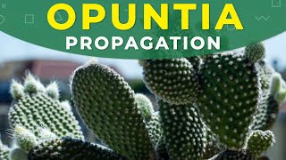 How to grow Opuntia cactus  Prickly pear from seeds [upl. by Laitselec]