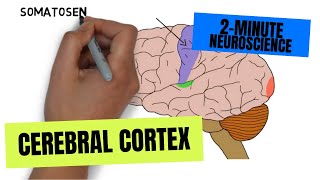 2Minute Neuroscience Cerebral Cortex [upl. by Dehsar100]