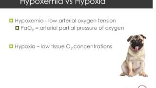 Hypoxia vs Hypoxemia [upl. by Nylimaj]