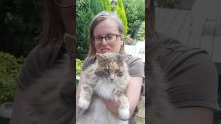 AI Maine Coon Cats vs Real Maine Coon Cat [upl. by Ledniahs713]