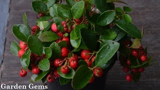 Gaultheria procumbens Wintergreen [upl. by Gaby884]