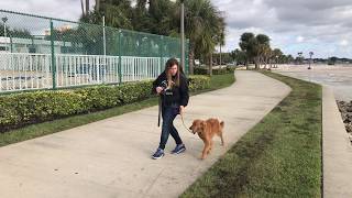 Scarlett  Golden Retriever  Obedience in Public [upl. by Nylla]