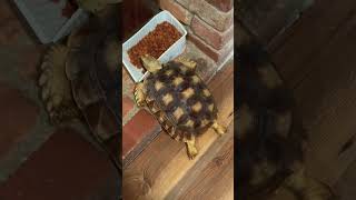 Squirtle stealing Tygryis’ cat food sulcatatortoise tortoise pets [upl. by Kcaj216]