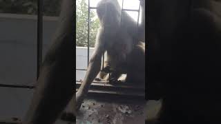 Monkey Bandar 🐵 🐒 like doston video  Achcha Laga  Subscribe Jarur Karen  channel [upl. by Erskine]