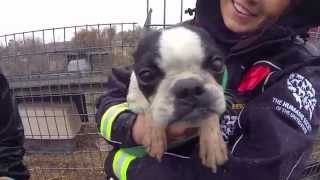 100 Animals Rescued from Puppy Mill and Cruelty Situation [upl. by Nnyled]