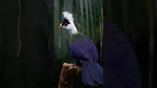 beautifulbird cute musicstyle viralshorts white crested turaco birds 😘 🫣 [upl. by Salamanca]