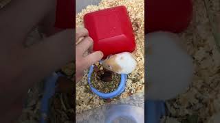 Anne hamster’a çaktırmadan yavruları kontrol edip kokunun kaynağını bulmam gerek😢 hamsters merak [upl. by Merola]