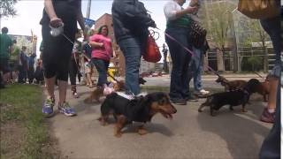 2014 Rochester Dachshund Parade [upl. by Soirtemed]