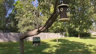 Backyard Birding [upl. by Lexine]