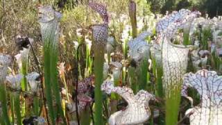 dense population of Sarracenia leucophylla [upl. by Aklam]