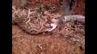 RARE King Cobra swallows Russells Viper alive [upl. by Pardoes822]