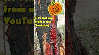 Bloodwood trees are pretty wild Halloween nature foryou [upl. by Einomrah]