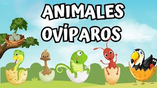 ANIMALES OVÍPAROS LISTA DE ANIMALES PARA NIÑOS [upl. by Heiskell]