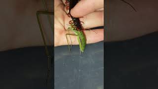 Cute scolopendra eats centipede scolopendra [upl. by Steady]