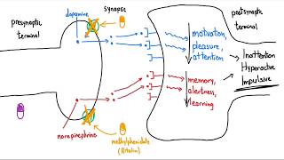 Stimulants Ritalin and Adderall Explained in 3 Minutes [upl. by Kristofer678]