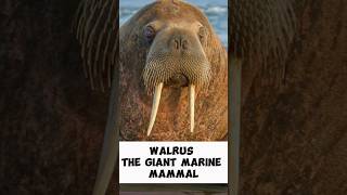 Walrus  The Giant Marine Mammal shorts [upl. by Siri]