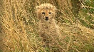 Keeper thrilled at cute baby cheetah cubs [upl. by Gaul703]