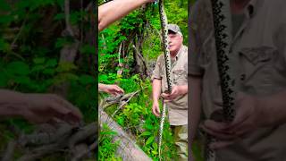 Huge Kingsnake found in the Bayou 55ft long kingsnake snake shorts [upl. by Pansir44]