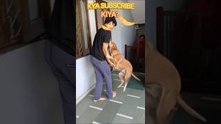 When dogs meet their loved ones after many days doglover dogsreaction short [upl. by Eniarrol]