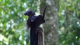 Black Sicklebill [upl. by Yvonne]