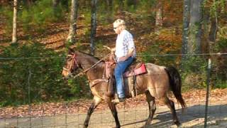 McCurdys Dreamer double reg McCurdy Plantation Horse amp TWH 020 [upl. by Eirolam]