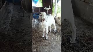 Top Quality Boer Cross Jamunapari kidsExcellent quality boer cross kidBoer kidBoer Cross goat [upl. by Haerb197]