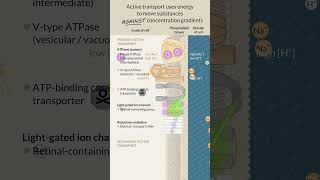 Active transport of substances across the cell membrane [upl. by Nwahsav]