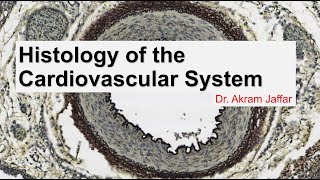 Histology of the cardiovascular system [upl. by Meurer]