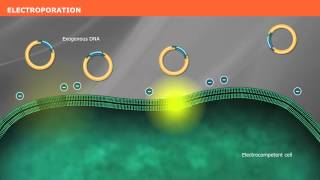 The Mechanism of Transformation with Competent Cells [upl. by Enytsirk816]