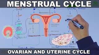 Menstrual Cycle  Ovarian and Uterine Cycle [upl. by Darda]