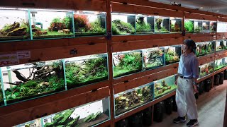 The Most INCREDIBLE PLANTED AQUARIUM FISH STORE TOUR in Japan [upl. by Josi]