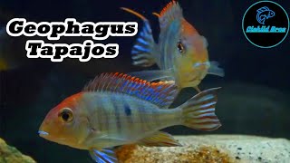 Geophagus Tapajos  Care Guide amp Species Profile [upl. by Ewan]