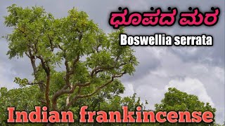 ಧೂಪದ ಮರ Indian frankincense [upl. by Mandy]