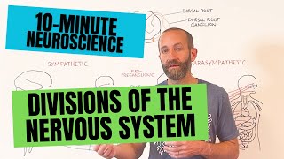 10Minute Neuroscience Divisions of the Nervous System [upl. by Gessner]