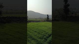 Remote village Sariska Alwar nature shorts [upl. by Louanne]