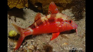 Bluesstriped Goatfish  Upeneichthys lineatus [upl. by Persian]