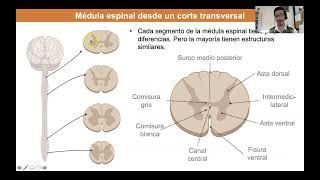 Tema 4 Corte transversal de la médula espinal 1 [upl. by Lenad]