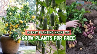 13 Easy Planting Hacks to Grow plants for Free [upl. by Ahsya]